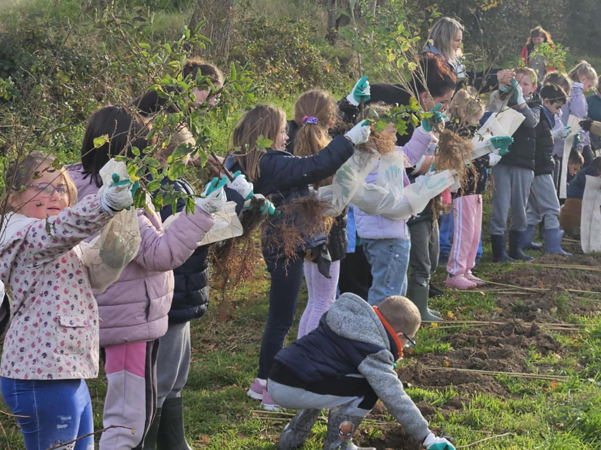 Les écoliers plantent une haie.